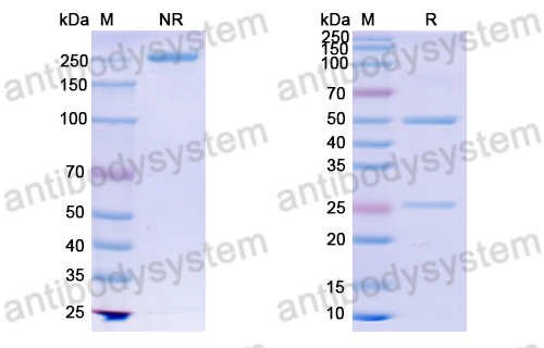 Anti-DNA Antibody (bfd38)