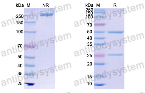 Anti-DNA Antibody (bfd37)