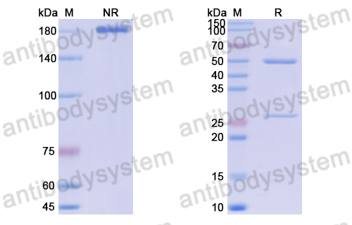 Anti-ssDNA/dsDNA/Z-DNA Antibody (B3)