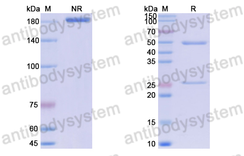 Anti-DNA Antibody (F2-4)