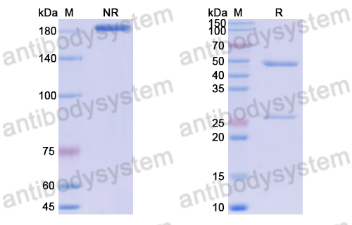 Anti-DNA Antibody (F2-3)