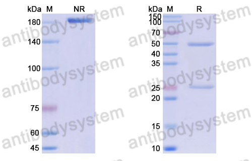 Anti-DNA Antibody (F2-21)