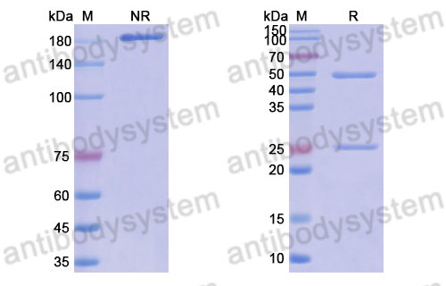 Anti-DNA Antibody (F2-22)