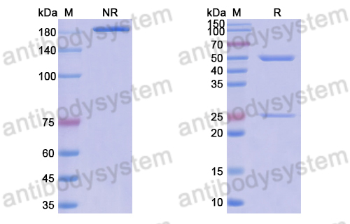 Anti-DNA Antibody (F7-7)