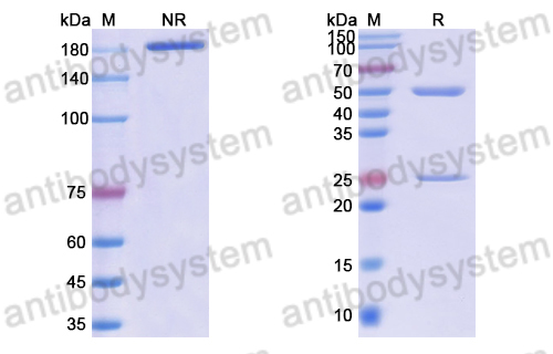 Anti-DNA Antibody (F2-2)