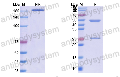 Anti-DNA Antibody (F2-12)