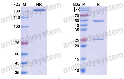 Anti-DNA Antibody (F2-6)