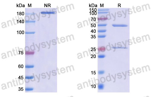 Anti-DNA Antibody (F-423)