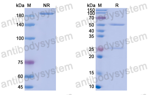 Anti-DNA Antibody (ED-10)