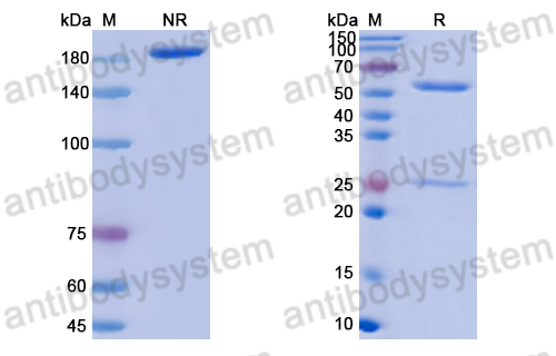 Anti-DNA Antibody (71F12)