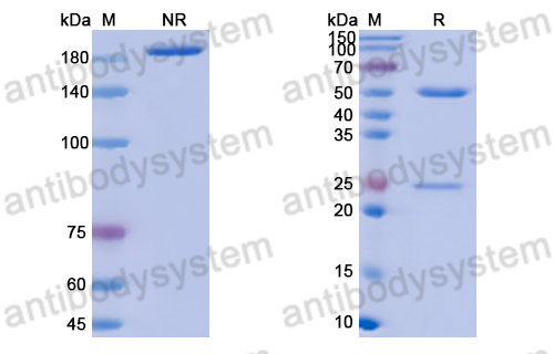 Anti-DNA Antibody (33.C9)