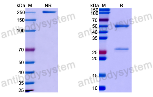 Anti-DNA Antibody (33.H11)