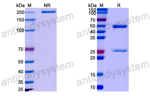 Anti-DNA Antibody (N4-1)