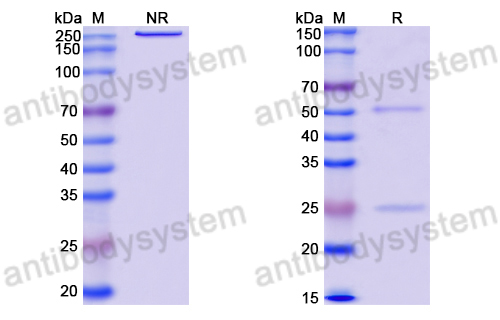 Anti-DNA Antibody (N4-19)