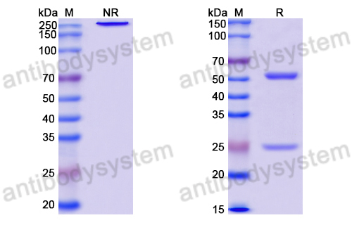 Anti-DNA Antibody (8C3.2)