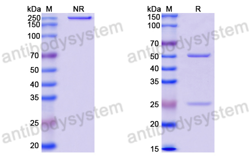 Anti-DNA Antibody (1H12.3)