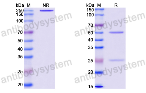 Anti-DNA Antibody (AD4-37)