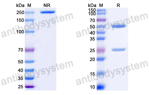 Anti-DNA Antibody (79)