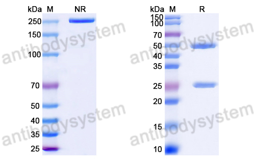 Anti-DNA Antibody (50)