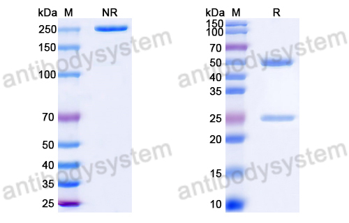 Anti-DNA Antibody (28)