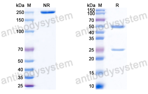 Anti-DNA Antibody (15)