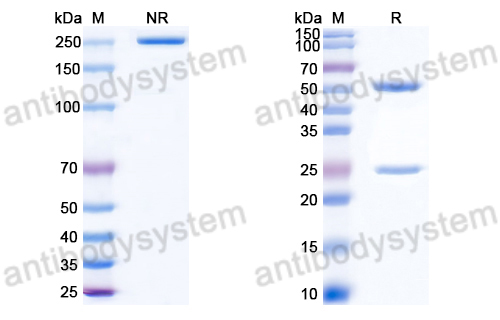 Anti-DNA Antibody (38)