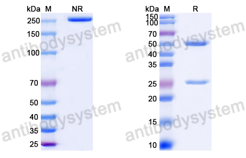 Anti-DNA Antibody (83)