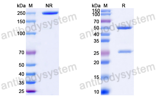 Anti-DNA Antibody (16)