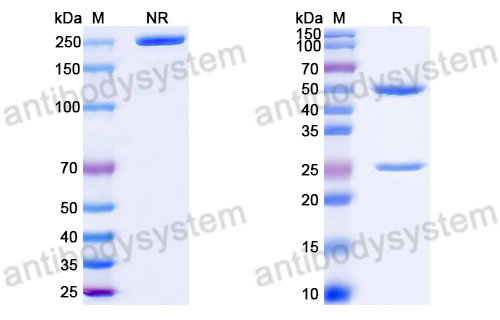 Anti-DNA Antibody (O81)