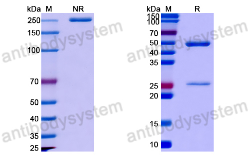 Anti-DNA Antibody (MRL-10)