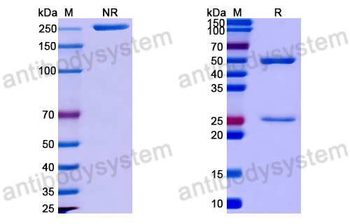 Anti-DNA Antibody (447.8H)