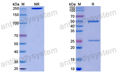 Anti-DNA Antibody (bfd05)