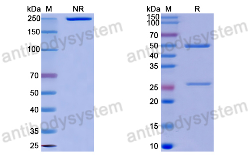 Anti-DNA Antibody (1A6)