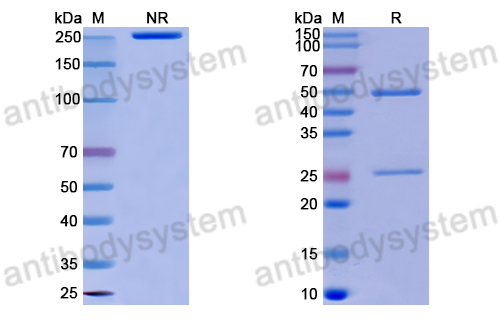 Anti-DNA Antibody (2F7)