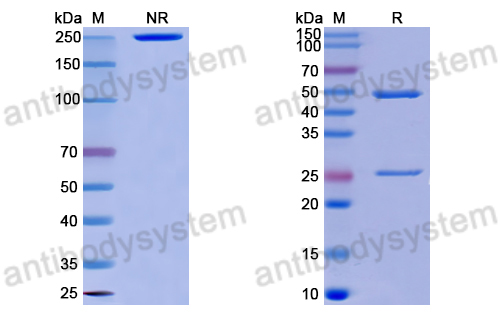 Anti-DNA Antibody (WRI-176)