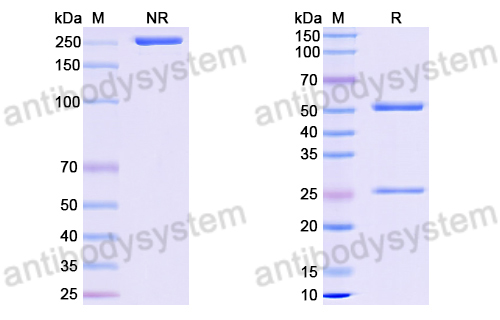 Anti-DNA Antibody (V88)