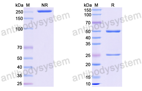 Anti-DNA Antibody (BV04-01)