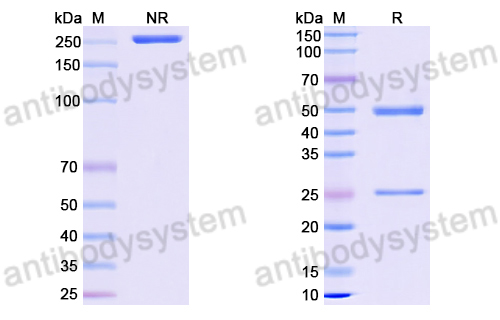 Anti-DNA Antibody (11F8)