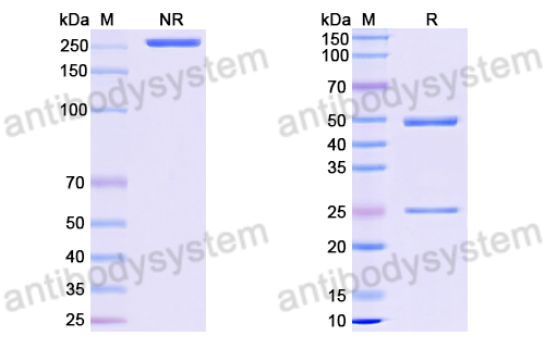 Anti-DNA Antibody (8D8)