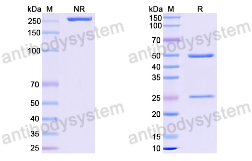 Anti-DNA Antibody (10F4)