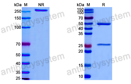 Anti-DNA Antibody (5F3)