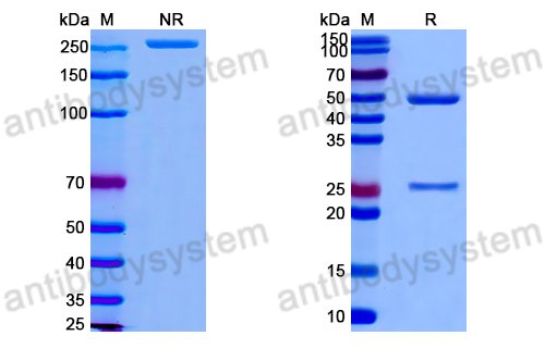 Anti-DNA Antibody (15D8)