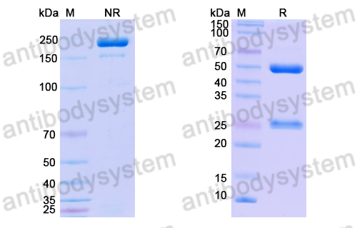 Anti-Z-DNA Antibody (Z44)