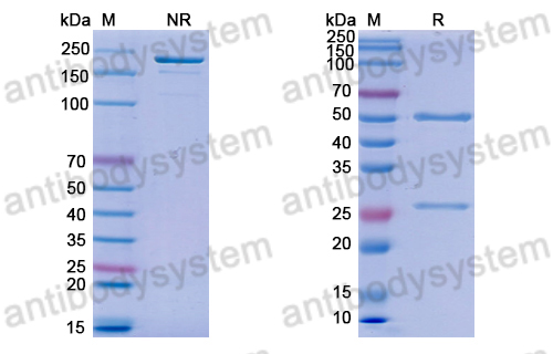 Anti-Z-DNA Antibody (Z22)