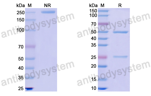 Anti-Hairpin ssDNA Antibody (DNA-1)