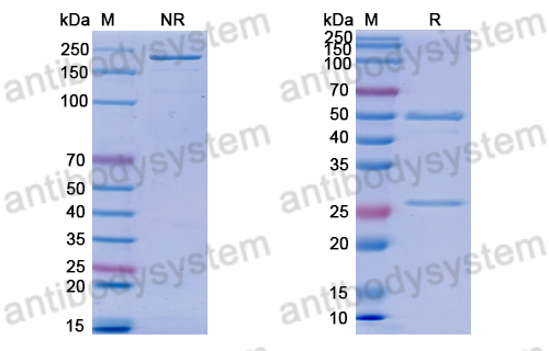 Anti-Triplex DNA Antibody (Jel466)