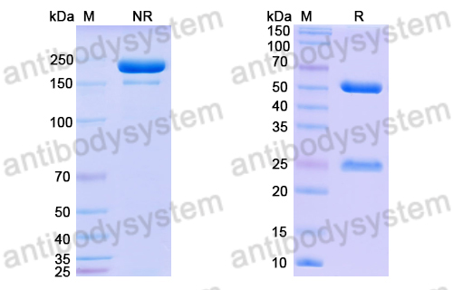 Anti-Triplex DNA Antibody (Jel318)