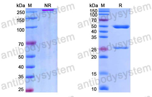 Anti-RNA Antibody (D444)