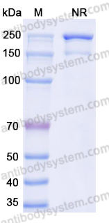 Anti-dsRNA Antibody (9D5)