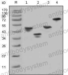 Anti-GST Tag Antibody (R3Y68)